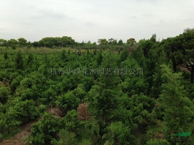 龍柏新價(jià)格與市場報(bào)價(jià)趨勢(shì)解析