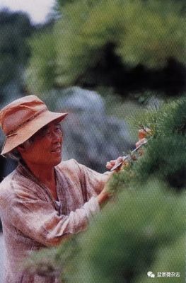 從接待過領(lǐng)導(dǎo)人的盆景園，看一個(gè)農(nóng)夫的產(chǎn)業(yè)生命旅程