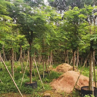 紅花映日，綠意成蔭 鳳凰木容器苗與綠化工程全案解析