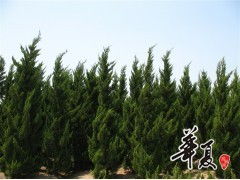 天長市榮沁苗木種植專業(yè)合作社 龍柏H300-450 & P200-300規(guī)格苗木大量供應(yīng)，誠邀合作